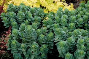 Sedum ‘Rosetta’  (Terra Nova)