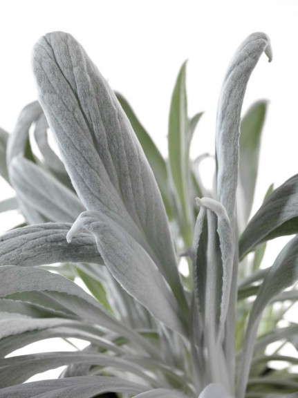 Stachys ‘Mighty Velvet’ (HGTV HOME Plant Collection)