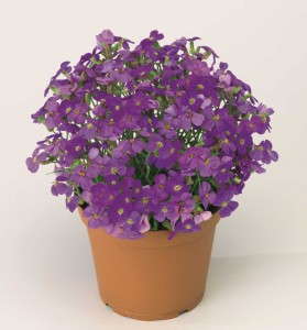 Aubrieta ‘Audrey Purple Shades’ (Syngenta Flowers, Inc.)