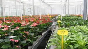 Diffuse Light Results In 25 Percent Growth Rate Increase, Wageningen UR Study Shows
