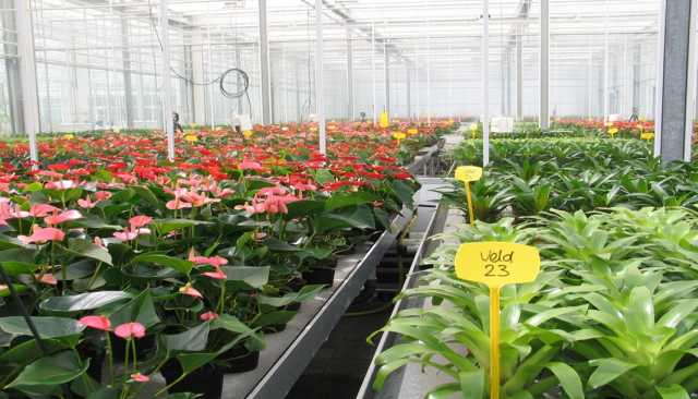 Diffuse Light Results In 25 Percent Growth Rate Increase, Wageningen UR ...