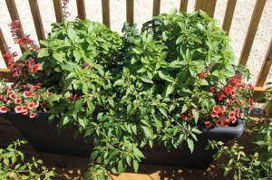 Basil with calibrachoa