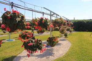 Hanging basket trials