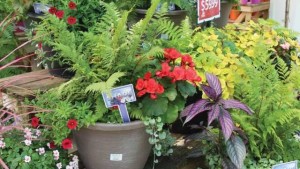 Containers: The New American Garden