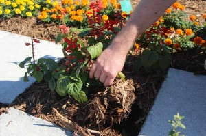 Drop & Grow roots in fast