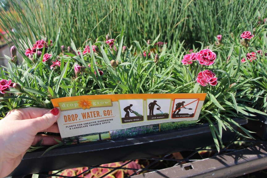 Drop & Grow convenience