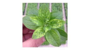 Dümmen Reports Incidences Of TMV In Red Fox Petunia Cuttings From El Salvador Operation