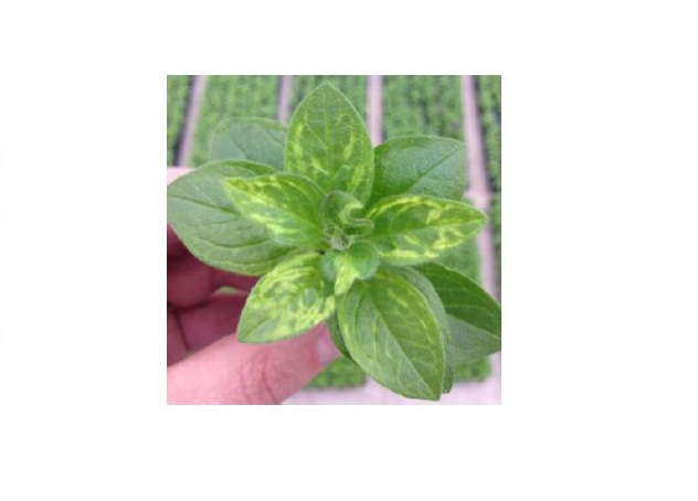 Scouting And Preventative Measures For Tobacco Mosaic Virus (TMV) On Petunia 