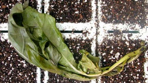 How You Can ID Potential Cold Injury on Plant Cuttings
