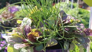 Costa Farms’ Season Premier Trials Shows Off Cool New Plants, Products And Ideas