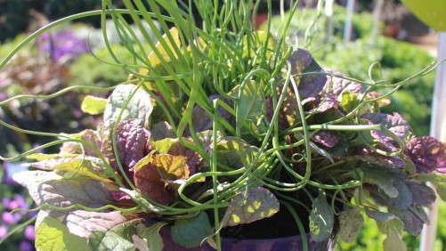 Costa Farms’ Season Premier Trials Shows Off Cool New Plants, Products And Ideas