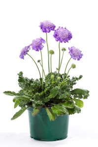 Scabiosa 'Giga Purple' (Green Fuse Botanicals)