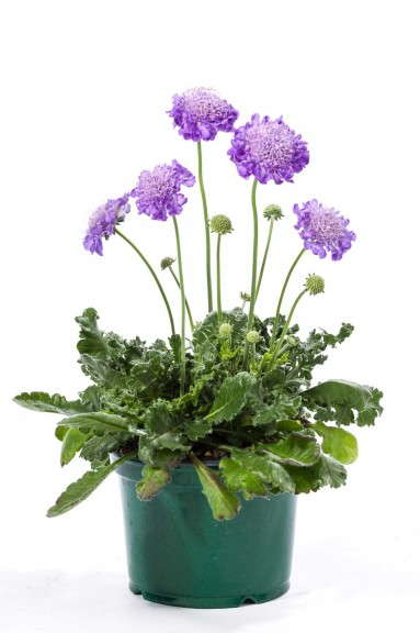 Scabiosa 'Giga Purple' (Green Fuse Botanicals)