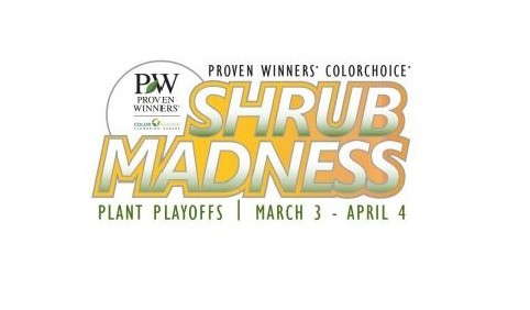 Shrub Madness Will Crown One Proven Winners Shrub A Champion