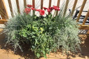 Tomatoes and gerbera