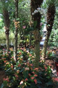 Orchids in the trees?