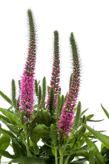 Veronica ‘Vernique Rose’ (Green Fuse Botanicals)