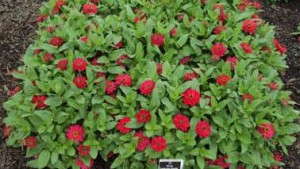 Metrolina Announces The 2014 Plant Of The Year