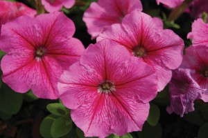 Petunia 'Mambo *GP* Rose Veined' from Hem Genetics