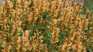 Terra Nova Nurseries’ Agastache ‘Kudos Gold’ Features Lemon Gold Flowers