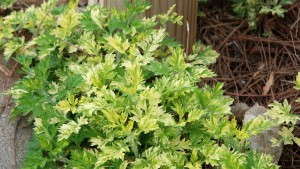 Invasive And Aggressive Plants: Don’t Sell Them, Even If They’re Pretty, Armitage Says