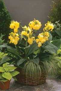 Canna 'Cannova Yellow' (Ball Seed)