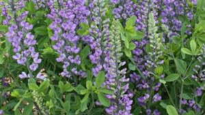 What Will Be The Popular Perennial Genera Of The Future?