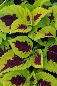 Coleus 'Kong Lime Sprite' (PanAmerican Seed)