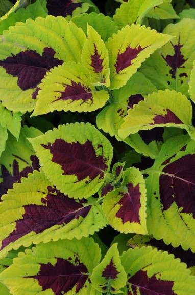 Coleus 'Kong Lime Sprite' (PanAmerican Seed)