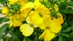 Darwin Perennials Takes Production Offshore In Bogota, Colombia