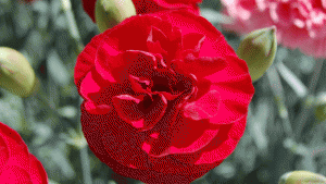 Growing Dianthus Successfully