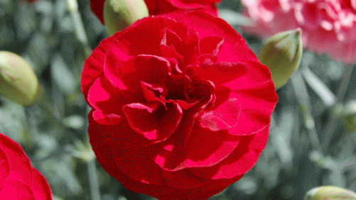 Growing Dianthus Successfully