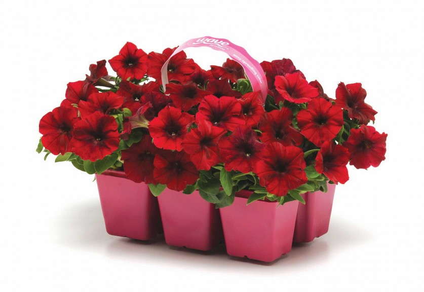 'Easy Wave Red Velour'