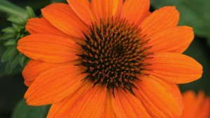 2014 Field Trials Results: Louisiana State University (Hammond, La.)