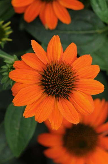 Echinacea 'Sombrero Adobe Orange' (Darwin Perennials)