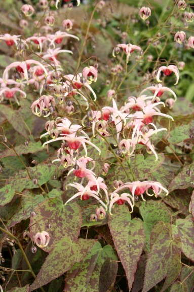 Epimedium 'Pink Champagne.' Photo courtesy of Plant Delights Nursery