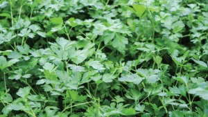 Producing Hydroponic Culinary Herbs