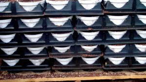 3 Tips For Preventing Root Rot