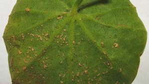 Geranium Leaf Spots: Is it Rust or Edema?