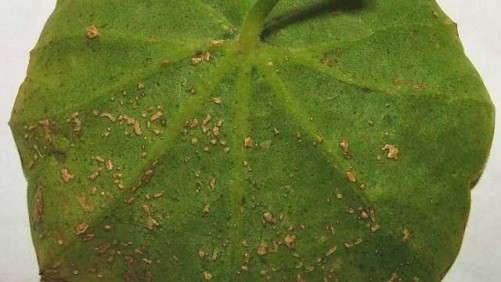 Geranium Leaf Spots: Is it Rust or Edema?