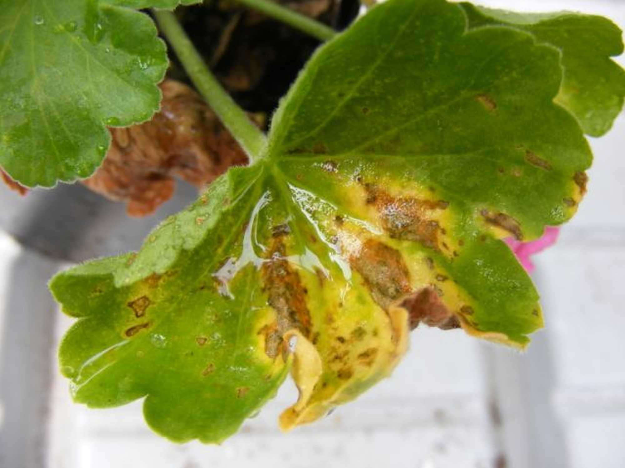 Geranium Leaf Spots Is It Rust Or Edema Greenhouse Grower