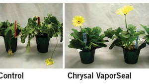 How Two Postharvest Care Products Worked On Potted Plants