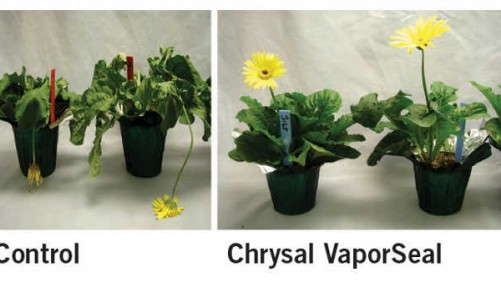 How Two Postharvest Care Products Worked On Potted Plants