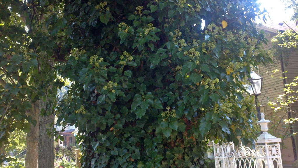 English Ivy