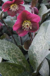 Helleborus 'Anna's Red.' Photo courtesy of Plant Delights Nursery