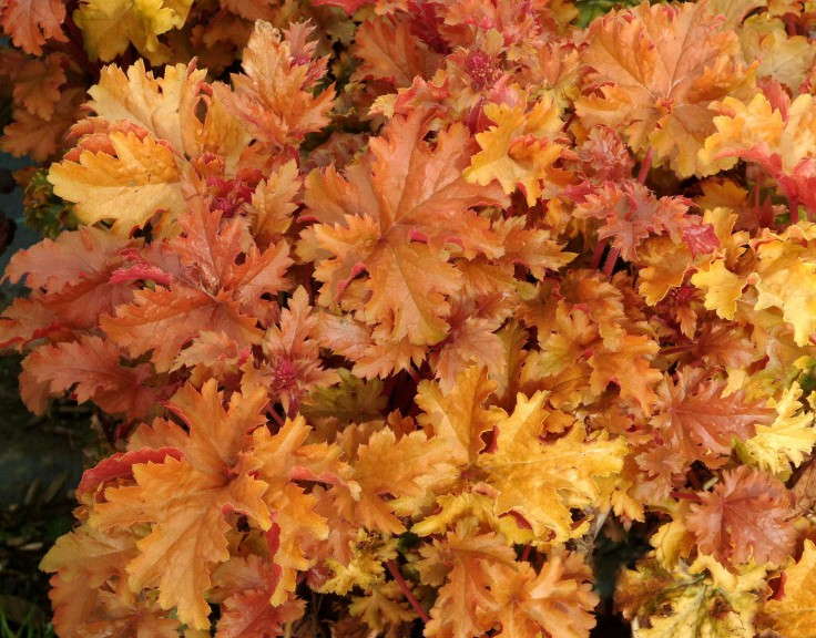 Industry Achievement - Terra Nova Nurseries