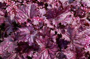 Heuchera 'Forever Purple' from Terra Nova Nurseries