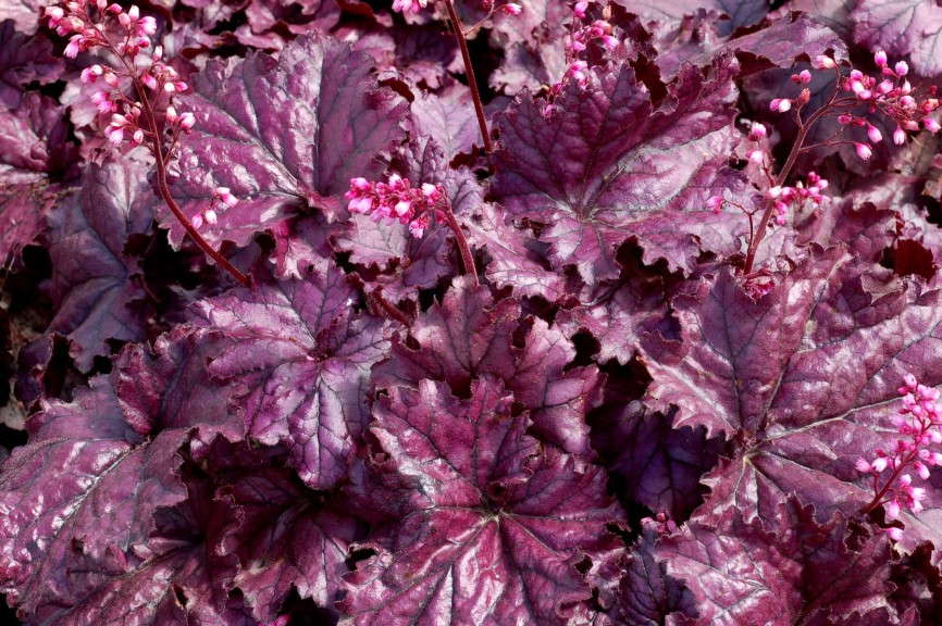 Heuchera 'Forever Purple' from Terra Nova Nurseries