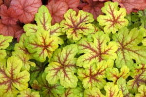 Heucherella 'Alabama Sunrise' from Terra Nova