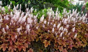 Heucherella 'Brass Lantern' from Terra Nova